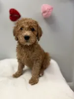 processed/3442bb17-9f5a-4d60-bfdc-9df9b5c8589b/listing/eae65d06-de11-4917-8607-ef9d1a970e52/0efef55b-2481-465d-8599-d2e8f79ce7c2