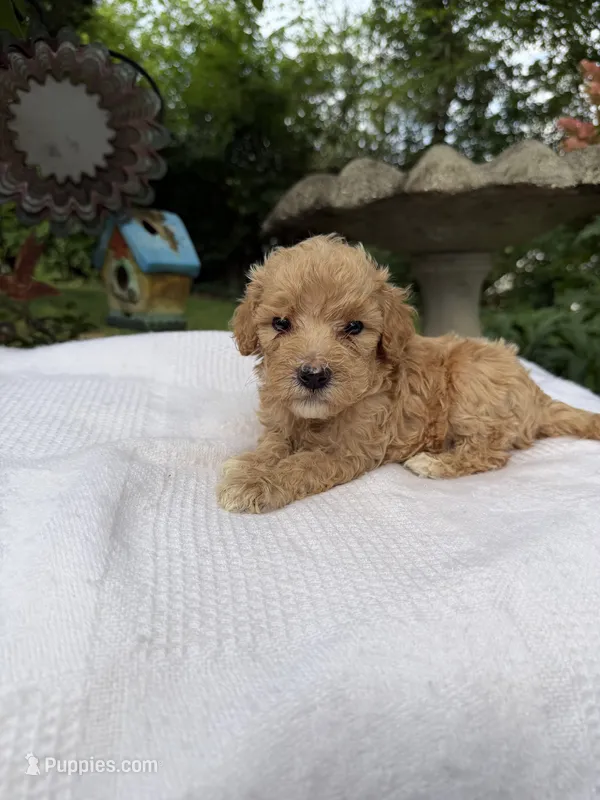 Skipper – Miniature Goldendoodle puppy for sale in Knoxville, TN