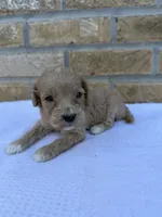Skipper, a male Miniature Goldendoodle for sale in Knoxville, TN – 2 of 3