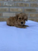 Rover, a male Miniature Goldendoodle for sale in Knoxville, TN – 2 of 3