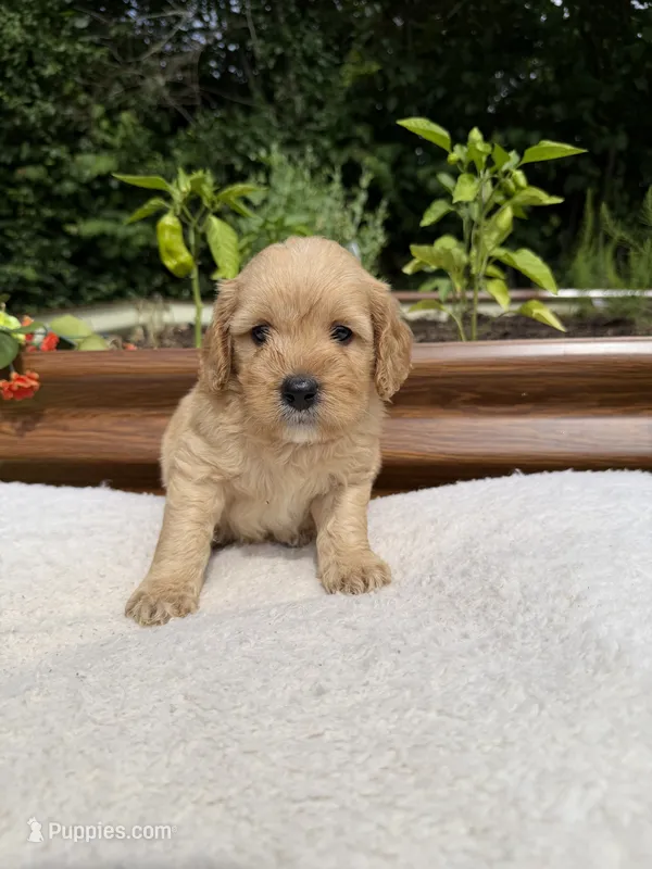 Raider  – Miniature Goldendoodle puppy for sale in Knoxville, TN