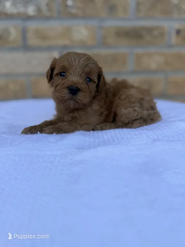 Rex  – Miniature Goldendoodle puppy for sale in Knoxville, TN