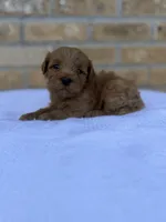 Rex , a male Miniature Goldendoodle for sale in Knoxville, TN – 1 of 5