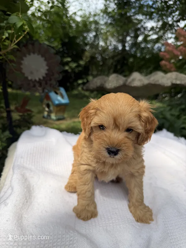 Rover – Miniature Goldendoodle puppy for sale in Knoxville, TN