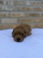 Ruby, a female Miniature Goldendoodle for sale in Knoxville, TN – 4 of 4