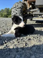 Nitro, a male Border Collie for sale in Walnut Cove, NC – 3 of 5
