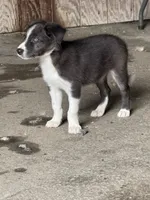 Blue Goose, a male Border Collie for sale in Walnut Cove, NC – 4 of 4