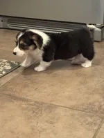 Memphis, a male Pembroke Welsh Corgi for sale in Walnut Cove, NC – 3 of 3