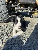 Nitro, a male Border Collie for sale in Walnut Cove, NC – 2 of 5
