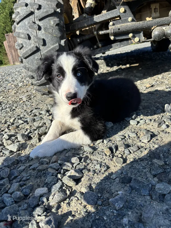 Nitro – Border Collie puppy for sale in Walnut Cove, NC