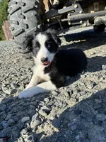 Nitro, a male Border Collie for sale in Walnut Cove, NC – 1 of 5