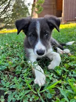 Blue Goose, a male Border Collie for sale in Walnut Cove, NC – 2 of 4