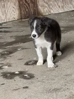 Blue Goose, a male Border Collie for sale in Walnut Cove, NC – 3 of 4