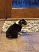 Memphis, a male Pembroke Welsh Corgi for sale in Walnut Cove, NC – 2 of 3