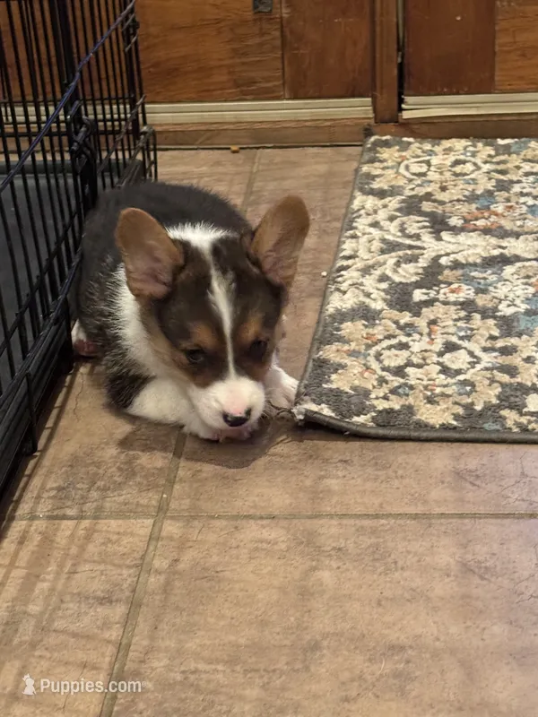 Cooper – Pembroke Welsh Corgi puppy for sale in Walnut Cove, NC