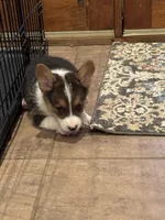 Cooper, a male Pembroke Welsh Corgi for sale in Walnut Cove, NC – 1 of 2