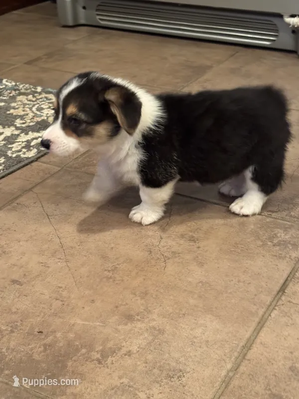 Memphis – Pembroke Welsh Corgi puppy for sale in Walnut Cove, NC