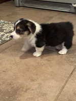 Memphis, a male Pembroke Welsh Corgi for sale in Walnut Cove, NC – 1 of 3