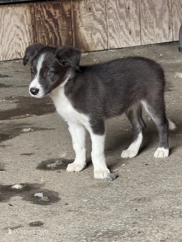 Blue Goose – Border Collie puppy for sale in Walnut Cove, NC
