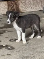 Blue Goose, a male Border Collie for sale in Walnut Cove, NC – 1 of 4