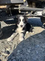 Nitro, a male Border Collie for sale in Walnut Cove, NC – 4 of 5