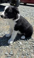 Brody, a male Border Collie for sale in Walnut Cove, NC – 3 of 5