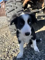 Nitro, a male Border Collie for sale in Walnut Cove, NC – 5 of 5