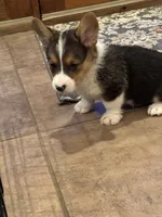 Cooper, a male Pembroke Welsh Corgi for sale in Walnut Cove, NC – 2 of 2
