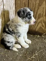 Cali, a female Border Collie for sale in Walnut Cove, NC – Photo 2 of 3