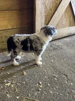 Cali, a female Border Collie for sale in Walnut Cove, NC – Photo 3 of 3