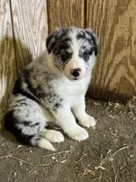 Cali, a female Border Collie for sale in Walnut Cove, NC – Photo 1 of 3