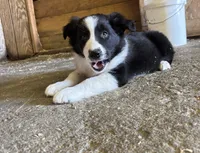 Brody, a male Border Collie for sale in Walnut Cove, NC – 2 of 5