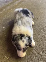 River, a male Border Collie for sale in Walnut Cove, NC – Photo 3 of 4