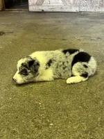 River, a male Border Collie for sale in Walnut Cove, NC – Photo 4 of 4