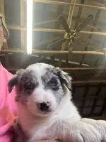 River, a male Border Collie for sale in Walnut Cove, NC – Photo 2 of 4