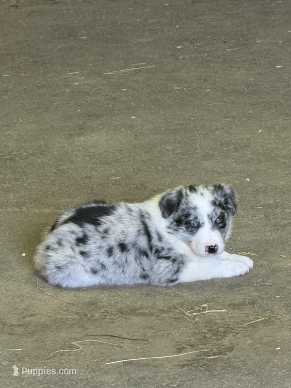 River, a male Border Collie for sale in Walnut Cove, NC – Photo 1 of 4