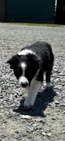Brody, a male Border Collie for sale in Walnut Cove, NC – 5 of 5