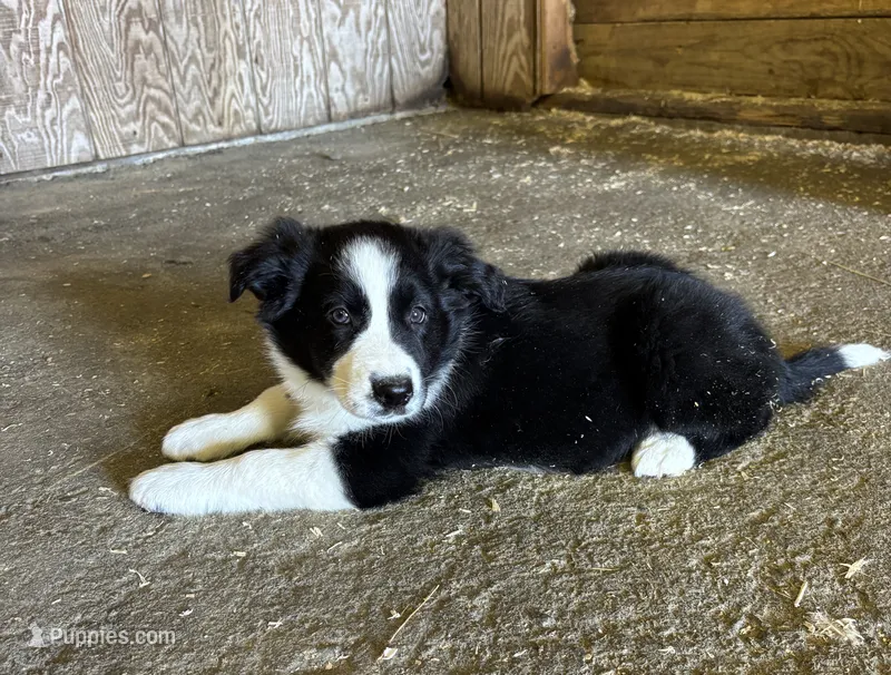 Brody – Border Collie puppy for sale in Walnut Cove, NC