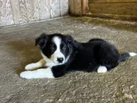 Brody, a male Border Collie for sale in Walnut Cove, NC – 1 of 5
