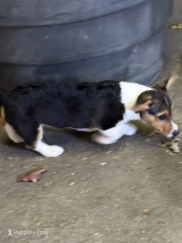 Opie – Pembroke Welsh Corgi puppy for sale in Walnut Cove, NC