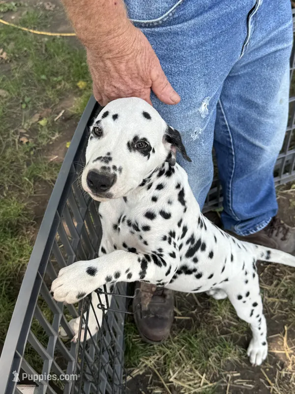 A – Dalmatian puppy for sale in Saybrook, IL