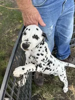 A, a male Dalmatian for sale in Saybrook, IL – 1 of 7