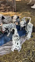 A, a male Dalmatian for sale in Saybrook, IL – 3 of 7