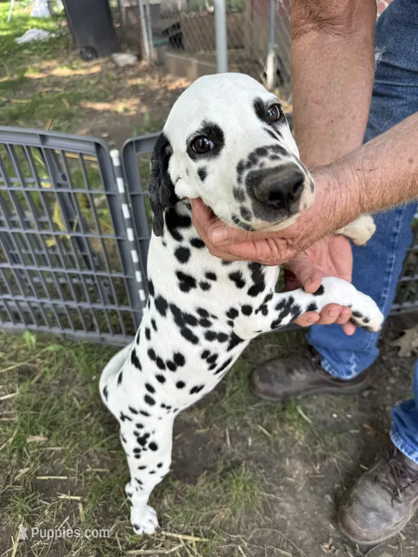 D – Dalmatian puppy for sale in Saybrook, IL