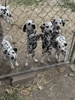B, a male Dalmatian for sale in Saybrook, IL – 4 of 8