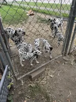 D, a male Dalmatian for sale in Saybrook, IL – 6 of 9
