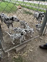 B, a male Dalmatian for sale in Saybrook, IL – 7 of 8