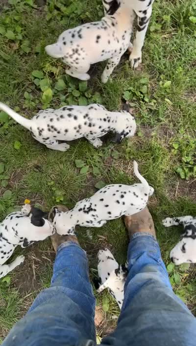 C, a male Dalmatian for sale in Saybrook, IL – 7 of 8