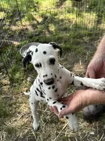 C, a male Dalmatian for sale in Saybrook, IL – 1 of 8