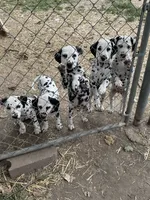 B, a male Dalmatian for sale in Saybrook, IL – 6 of 8